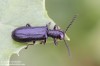 pestrokrovečník protáhlý (Brouci), Tillus elongatus (Linnaeus, 1758) (Coleoptera)
